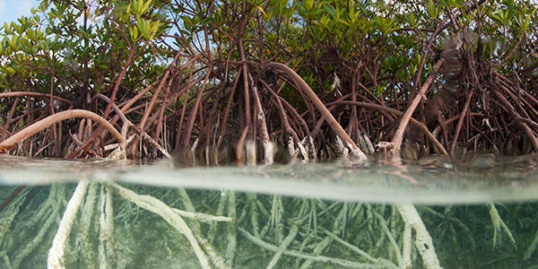 plant red mangrove NaluePhoto