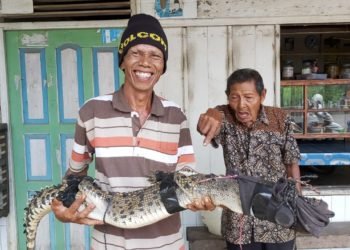 Yusuf Bekap Buaya Demi Keselamatan Warga