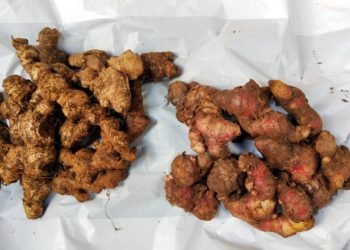 Novi Arisandi: Dipercaya Mampu Tangkal Virus Corona, Harga Jahe Merah Tinggi