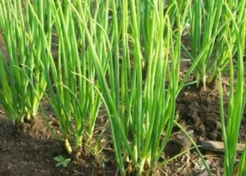 Tunggu Saja, Petani Banjarbaru Terdampak Covid-19 Akan Peroleh Bantuan Bibit