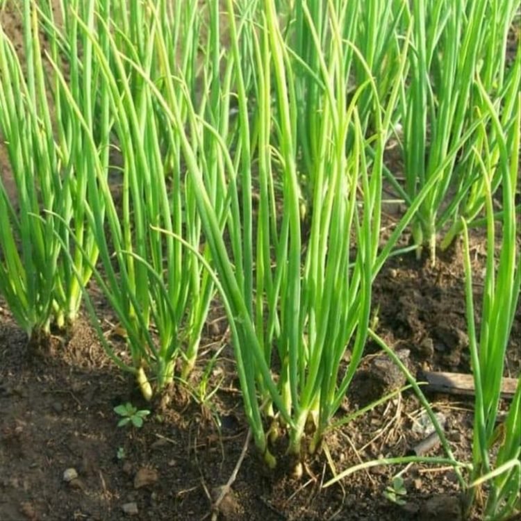 Tunggu Saja, Petani Banjarbaru Terdampak Covid-19 Akan Peroleh Bantuan Bibit