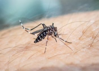 Waspada DBD Pasca Pekan Ini, Berikut Data Kasus DBD di Banjarbaru Mei Hingga Juni 2020