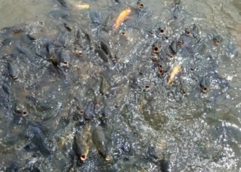 Berkat Asuransi, Agus Tidak Takut Lagi Kebanjiran