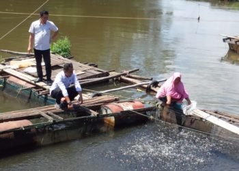 Dinas Perikanan Monitoring Pastikan Harga Sekaligus Sosialisasi