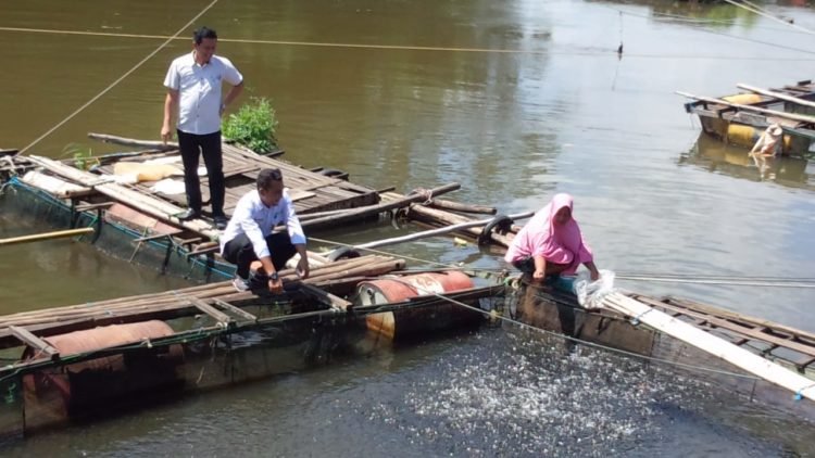Dinas Perikanan Monitoring Pastikan Harga Sekaligus Sosialisasi