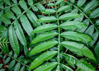 Daun Sungkai Menyembuhkan atau Mencegah Tertular Covid-19?