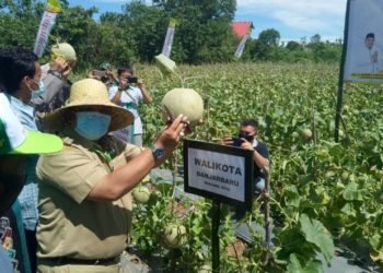Panen Raya Melon, Nadjmi Ingin Melon Jadi Andalan di Banjarbaru