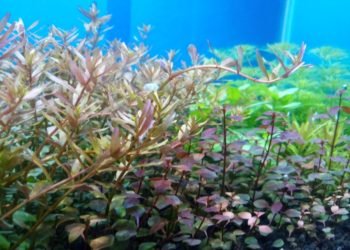 Laris Manis, Aquascape Jenis Rotala Cuma Ada Disini