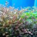 Laris Manis, Aquascape Jenis Rotala Cuma Ada Disini