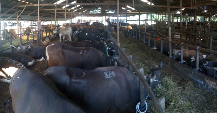 Dampak Pandemi, Dari 1000 Turun Menjadi 700 Ekor, H. Safrin : Paling Bagus Dari Bali 2 S00729 12144659