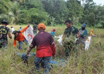Satgas TMMD Bantu Warga Panen Padi