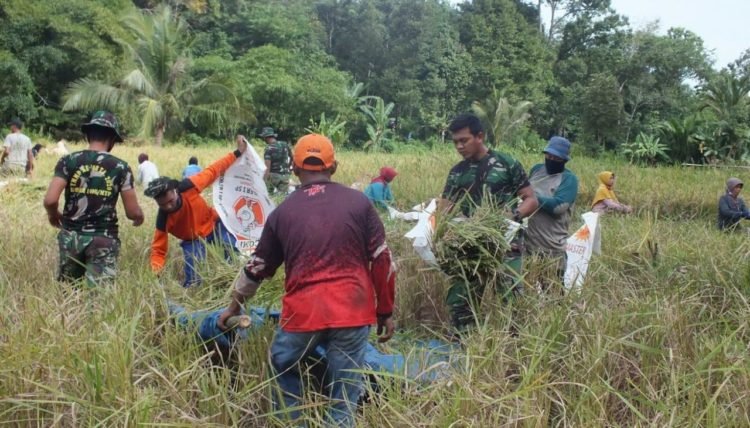 Satgas TMMD Bantu Warga Panen Padi