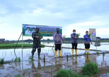 Bupati HSS Lakukan Syukuran Tanam Padi IP-200