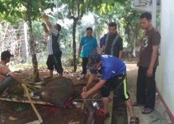 Penyembelihan Hewan Kurban Digelar Besok, DKP3 Banjarbaru Akan Sambangi Lokasi Penyembelihan Untuk Melakukan Pemeriksaan