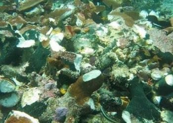 Surga Bawah Laut Kalsel Perlahan Tergerus, Fadhli : Kami Masih Melakukan Inventarisasi Masalah Pesisir dan Pulau-pulau Kecil
