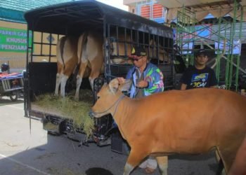Jumlah Hewan Kurban Alami Penurun, Bambang : Tahun Kemarin Kita Dapat 5 Ons