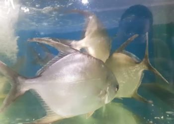 Ikan Bawal Bintang Akan Dikembangkan di Kalsel, Perum Perindo Siap Buka Pasar Ekspor