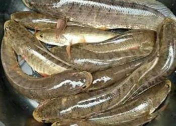 Harga Ikan Gabus (Haruan) di Banjarbaru Turun, Berapa ya?