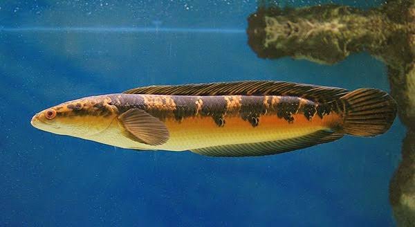 Ikan Hias Cupang Kini Punya Saingan Corak Dan Harga Tak Kalah Spektakuler Redaksi 8