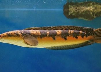 Ikan Hias Cupang Kini Punya Saingan, Corak dan Harga Tak Kalah Spektakuler