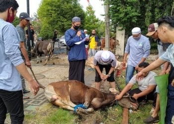 PCNU Kabupaten Banjar Melalui Lazisnu Sembelih 7 Ekor  Sapi