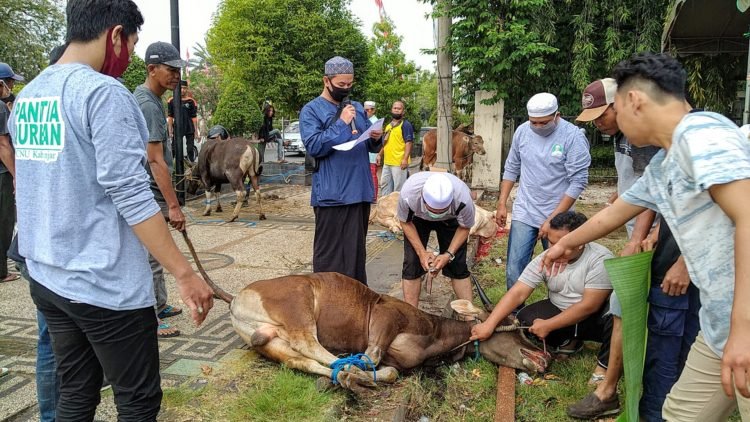 PCNU Kabupaten Banjar Melalui Lazisnu Sembelih 7 Ekor Sapi
