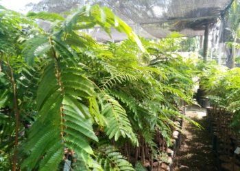 Sempat Tak Miliki Pembeli, Jualan Anto Kini Merangkak Normal, 2 Tanaman Khusus Ini Alami Kenaikan Harga