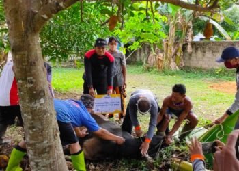 Lazismu Banjarbaru Lakukan Penyembelihan Qurban