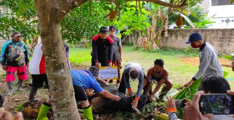 Lazismu Banjarbaru Lakukan Penyembelihan Qurban