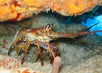 Lobster Kalsel Belum Penuhi Kuota Tangkapan, Fadhli : Semua Terkontrol dan Nelayan Harus Punya Izin