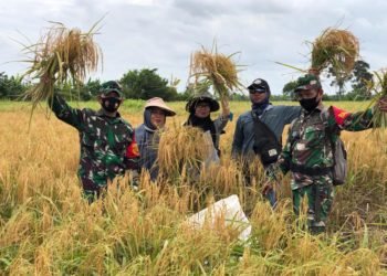 Pertanian Dengan Metode Ubinan Digunakan Oleh Warga Tambak Sirang Darat