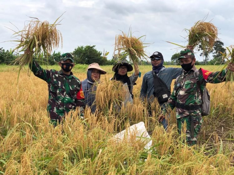 Pertanian Dengan Metode Ubinan Digunakan Oleh Warga Tambak Sirang Darat
