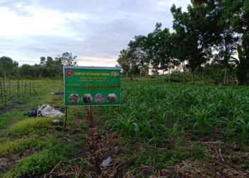 Koramil Aluh-Aluh Lakukan Demplot Untuk Dukung Ketahanan Pangan