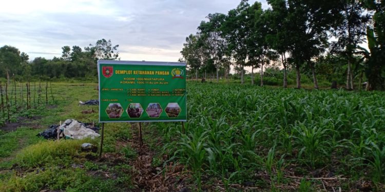 Koramil Aluh-Aluh Lakukan Demplot Untuk Dukung Ketahanan Pangan