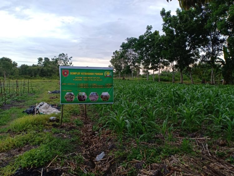 Koramil Aluh-Aluh Lakukan Demplot Untuk Dukung Ketahanan Pangan