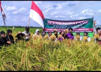 KWT Anugrah Pekauman Dalam Lakukan Panen Dengan Metode Ubinan