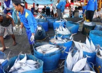 DKP Kalsel Akan Fokus Kembangkan Budidaya di Laut, Trisna Utama : Ekspor Ikan Kerapu Terbanyak Kita Hanya 500 Kilogram