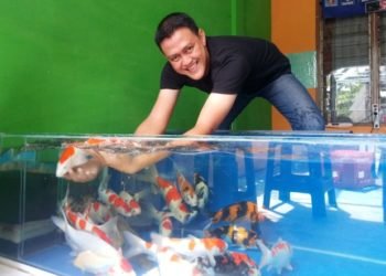 Gara-gara Covid-19 Banting Setir Jadi Pembisnis Ikan Hias Koi, Trisna Siap Bantu “Sulap” Usaha Candra Jadi Kampung Koi Banjarbaru