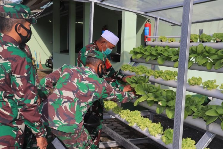 Setelah 4 Minggu, Dandim 1006 Martapura Panen Sayuran Melalui Tanaman Hidroponik