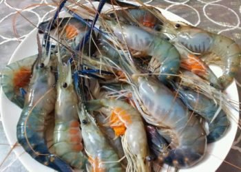 Permintaan Global Tetap Menjadi Primadona, di Pasar Lokal Menipis, Padhli : Pasca Pandemi Kita Akan Coba Arahkan Ke Udang Galah