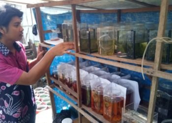 Dari Cuma 6 Ekor Sekarang Sudah Ribuan, Ikan Cupang Karmani Sudah “Terbang” ke Tanggerang dan Jakarta