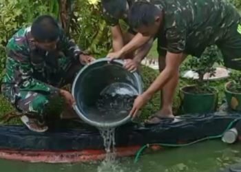 Koramil Sungai Pinang Manfaatkan Pekarangan Untuk Budidaya Ikan Lele Dan Sayuran