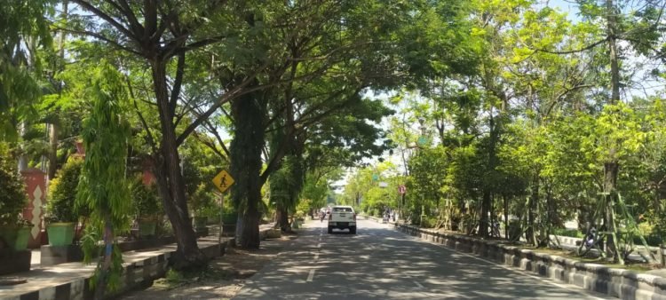 Tidak Memiliki Alat, DLH Kabupaten Banjar Tidak Bisa Lakukan Pemotongan Pohon