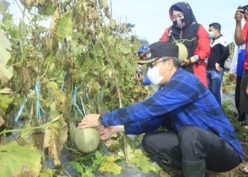 Tutup Tahun 2020, Jaya Panen Melon di Cempaka