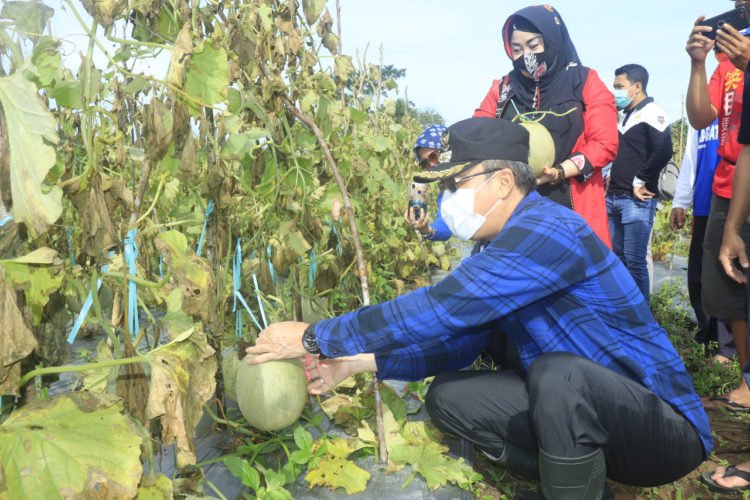 Tutup Tahun 2020, Jaya Panen Melon di Cempaka