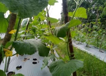 Sempat Anjlok Mencapai Rp. 2.500/ Kilogram, Harga Melon Perlahan Naik, Uais Alqarni : Kami Masih Tunggu Panen