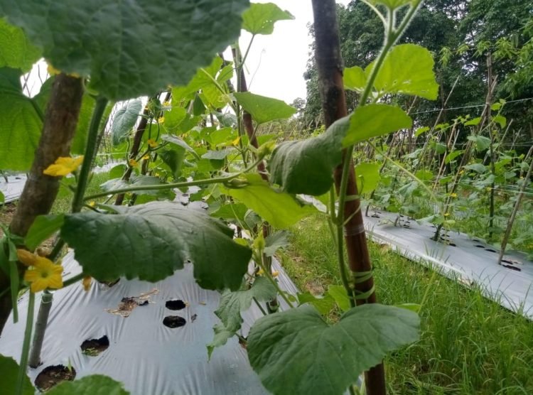 Sempat Anjlok Mencapai Rp. 2.500/ Kilogram, Harga Melon Perlahan Naik, Uais Alqarni : Kami Masih Tunggu Panen