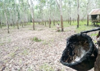 Petani Karet Libur, Harga Karet Justru Naik