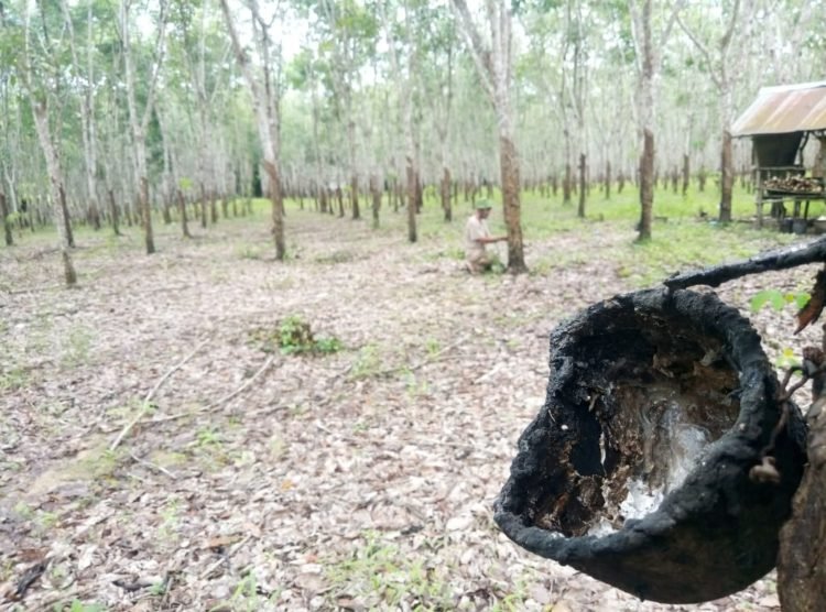 Petani Karet Libur, Harga Karet Justru Naik