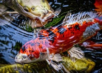 Harga Ikan Hias Koi Mahal, Takut Ikannya Mati Karena Sakit? Begini Cara Berikan Treatmentnya